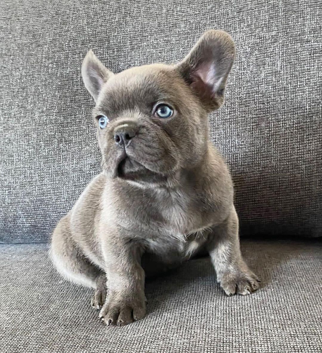 Aish French Bulldog.:.jpg Aish French Bulldog.:.jpg