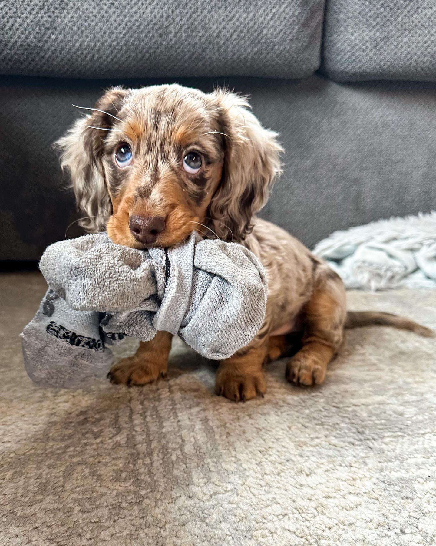 Barley Dachshund. Barley Dachshund.