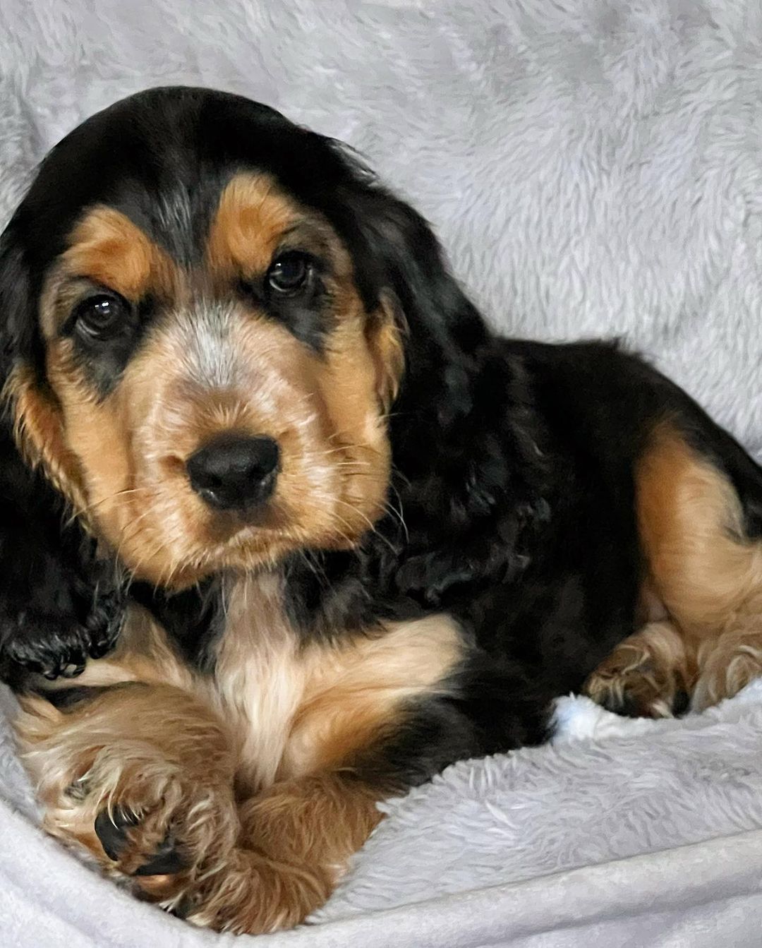 Bear Cocker Spaniela Bear Cocker Spaniela