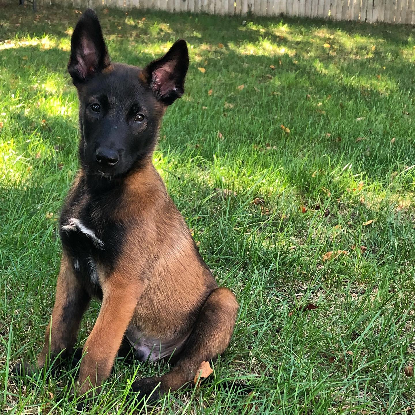 Belgian Malinois Riggse Belgian Malinois Riggse