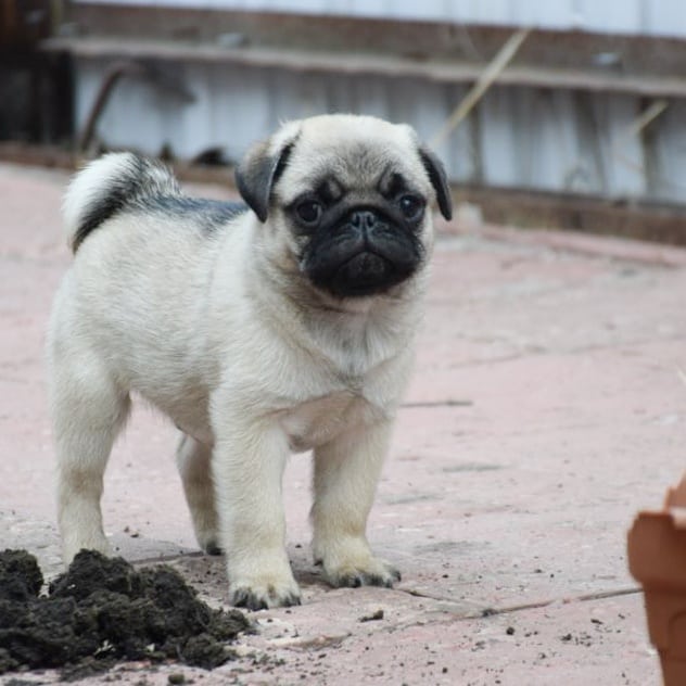 Bill Pug.. Bill Pug..