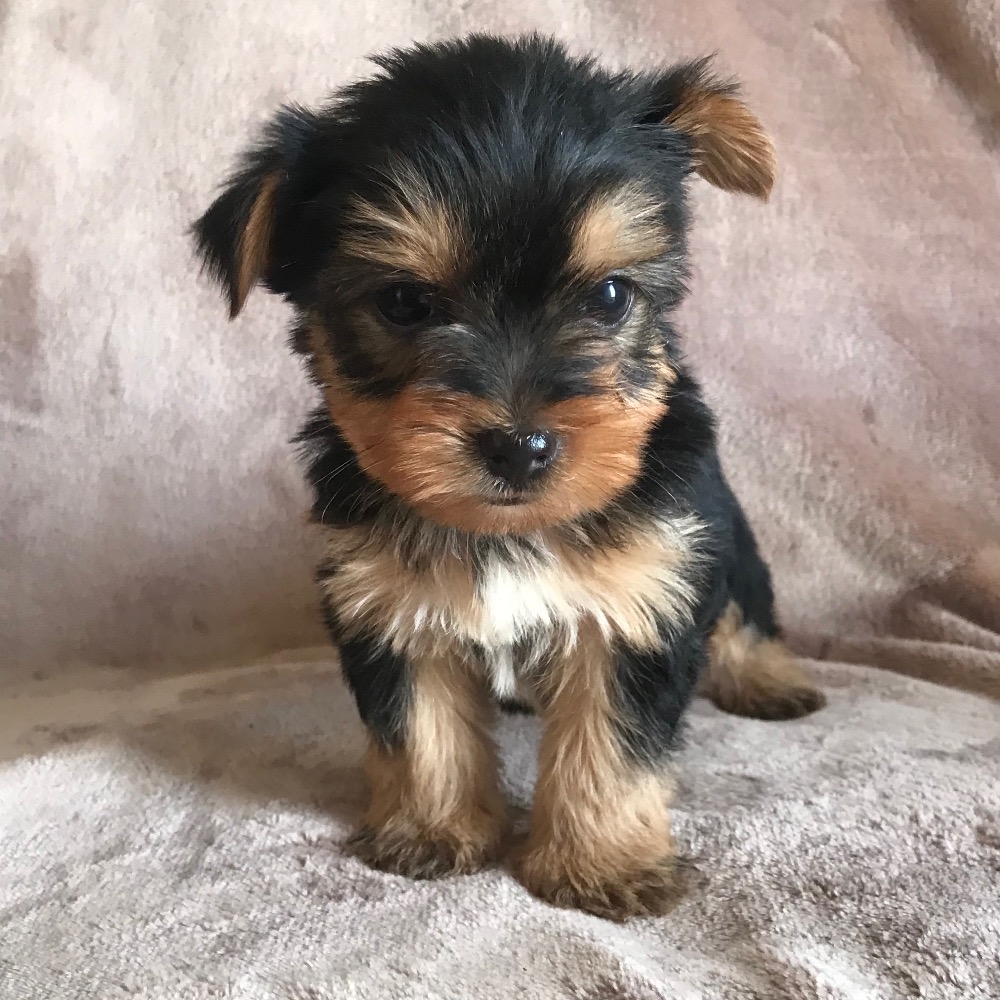 Black:tan Male Black:tan Male