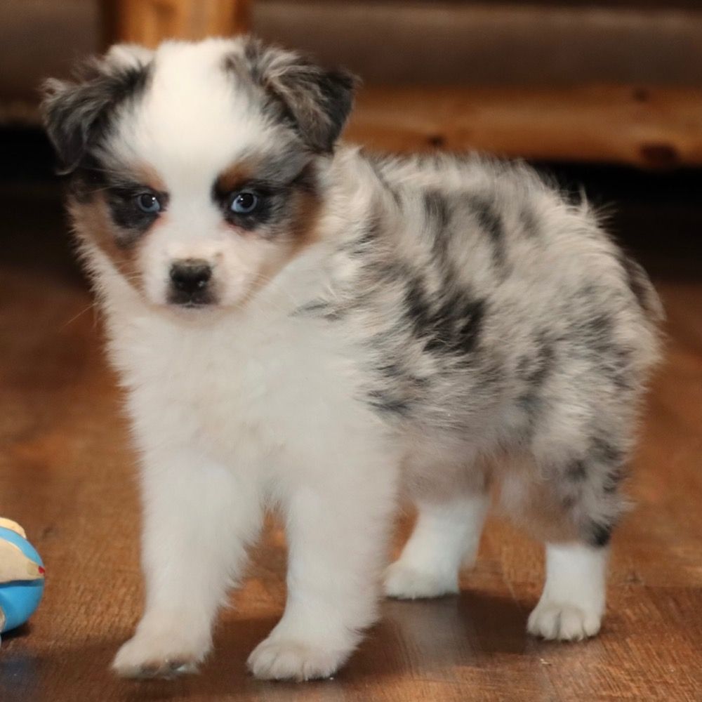 Blue Merle (blue Eye Blue Merle (blue Eye