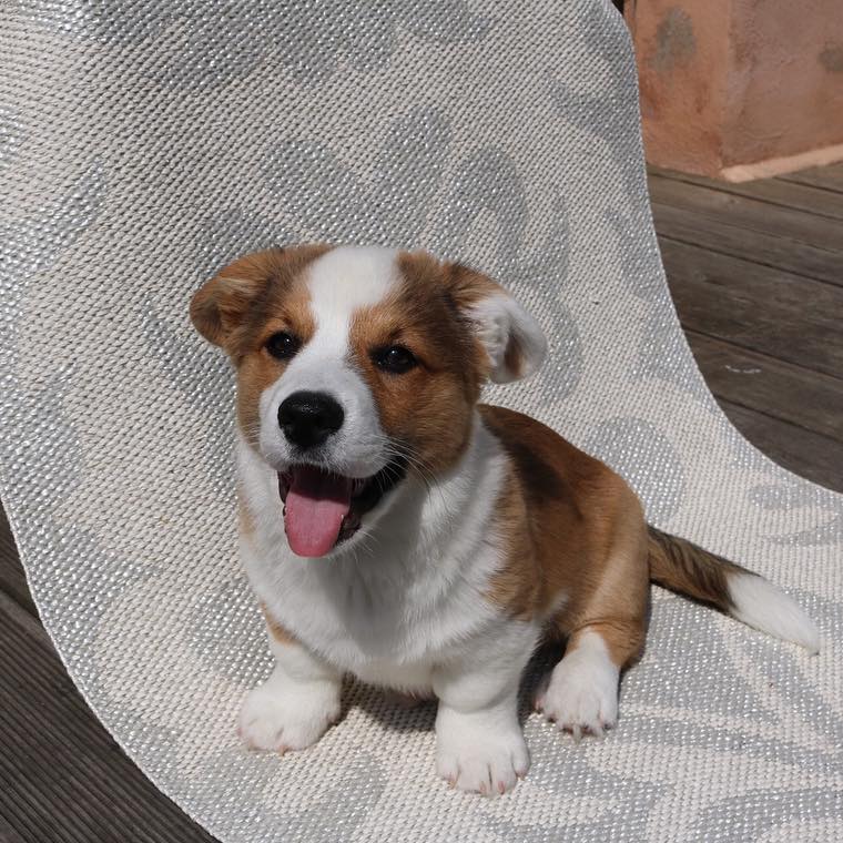 Blue_Corgiii, Blue_Corgiii,