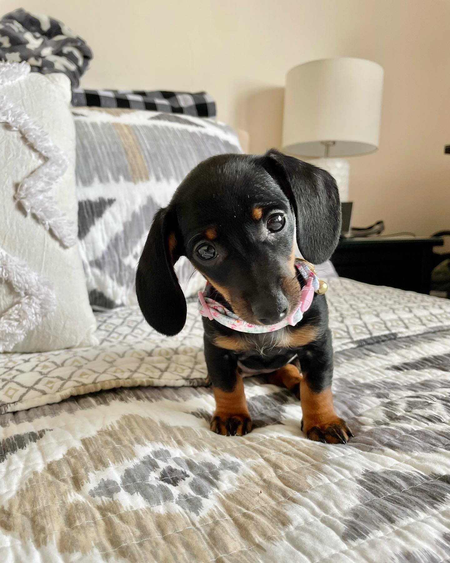 Bruno Male Dachshund Bruno Male Dachshund