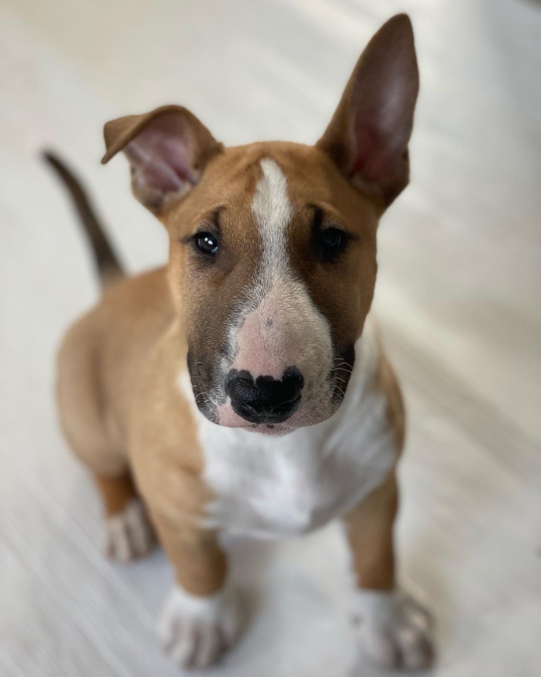 Bull terrier : Elvisa Bull terrier : Elvisa
