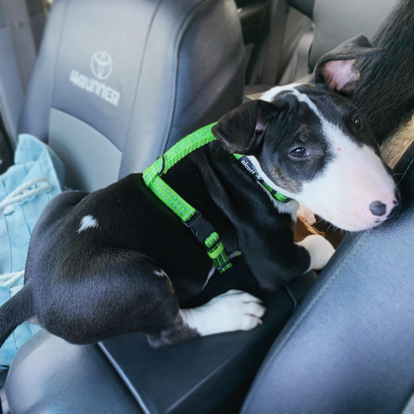 Buzz Bull terrier,. Buzz Bull terrier,.