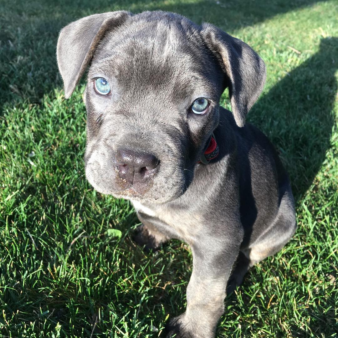 Cane Corso Zeus., Cane Corso Zeus.,