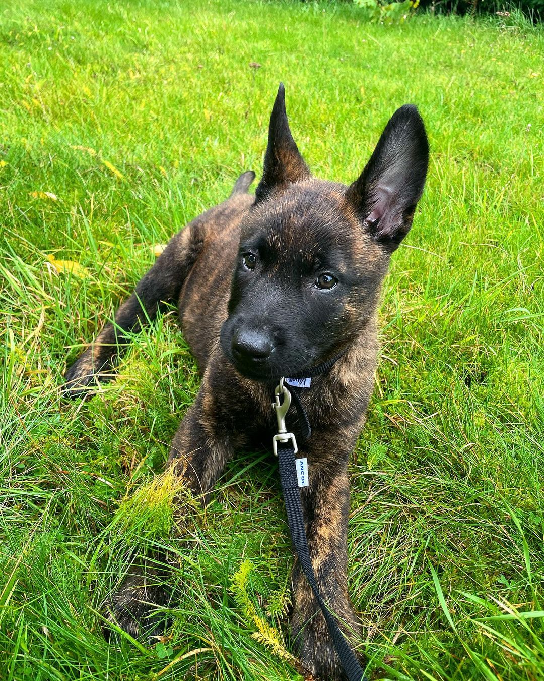 Cane Malinois, Cane Malinois,