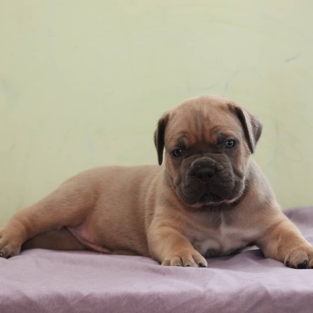 Cane corso Misss Cane corso Misss