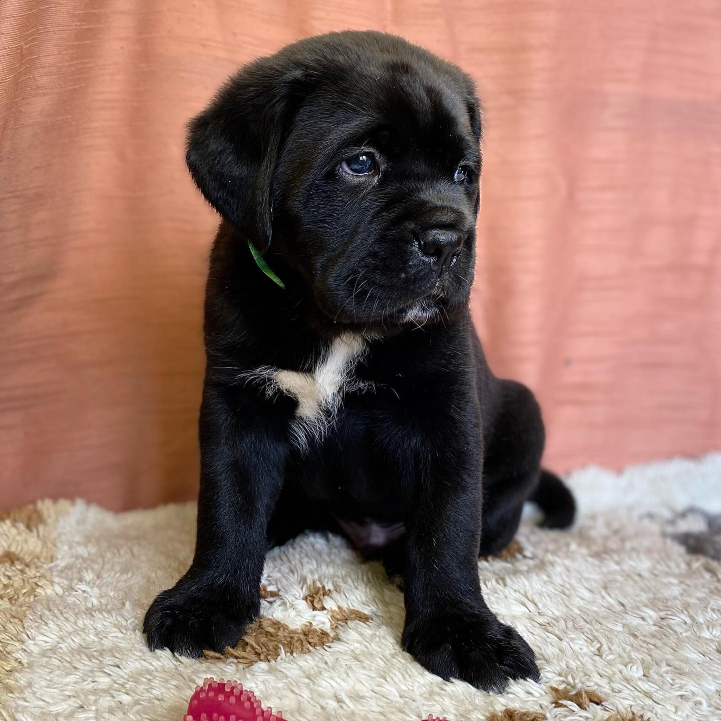Cane corso Quenm Cane corso Quenm