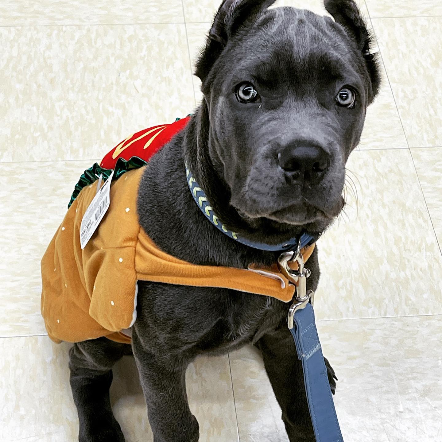 Cane corso Cane corso
