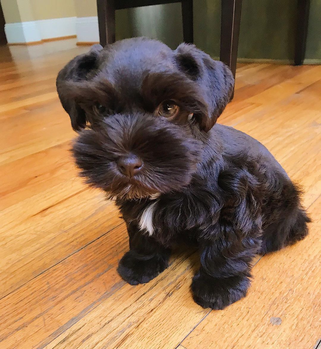 Chin schnauzerq Chin schnauzerq