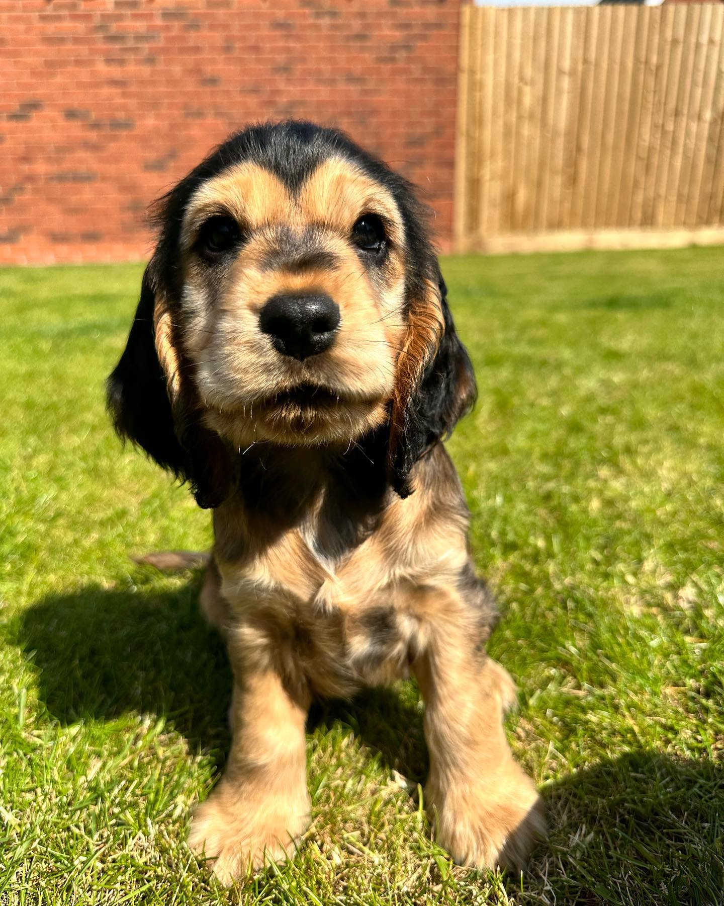 Cocker Hettiei Cocker Hettiei