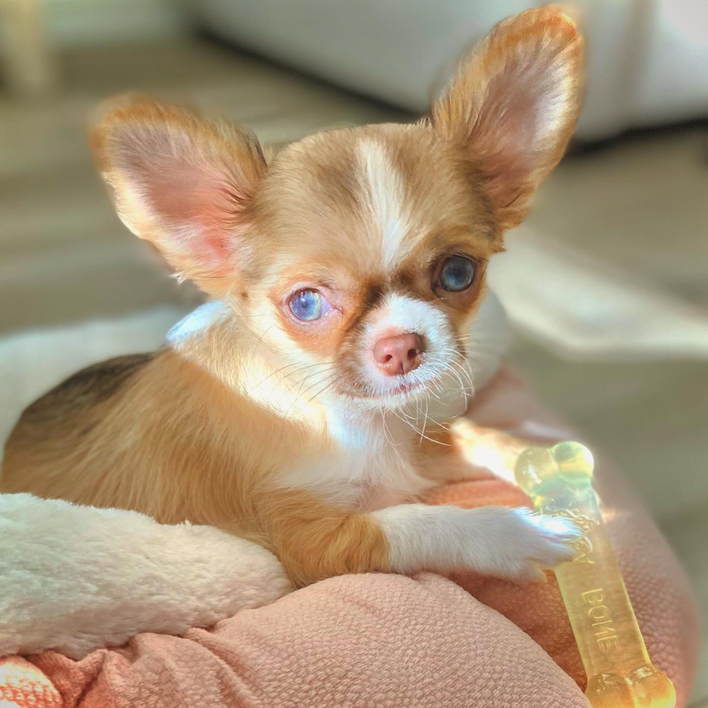 Cody Chihuahuaa Cody Chihuahuaa