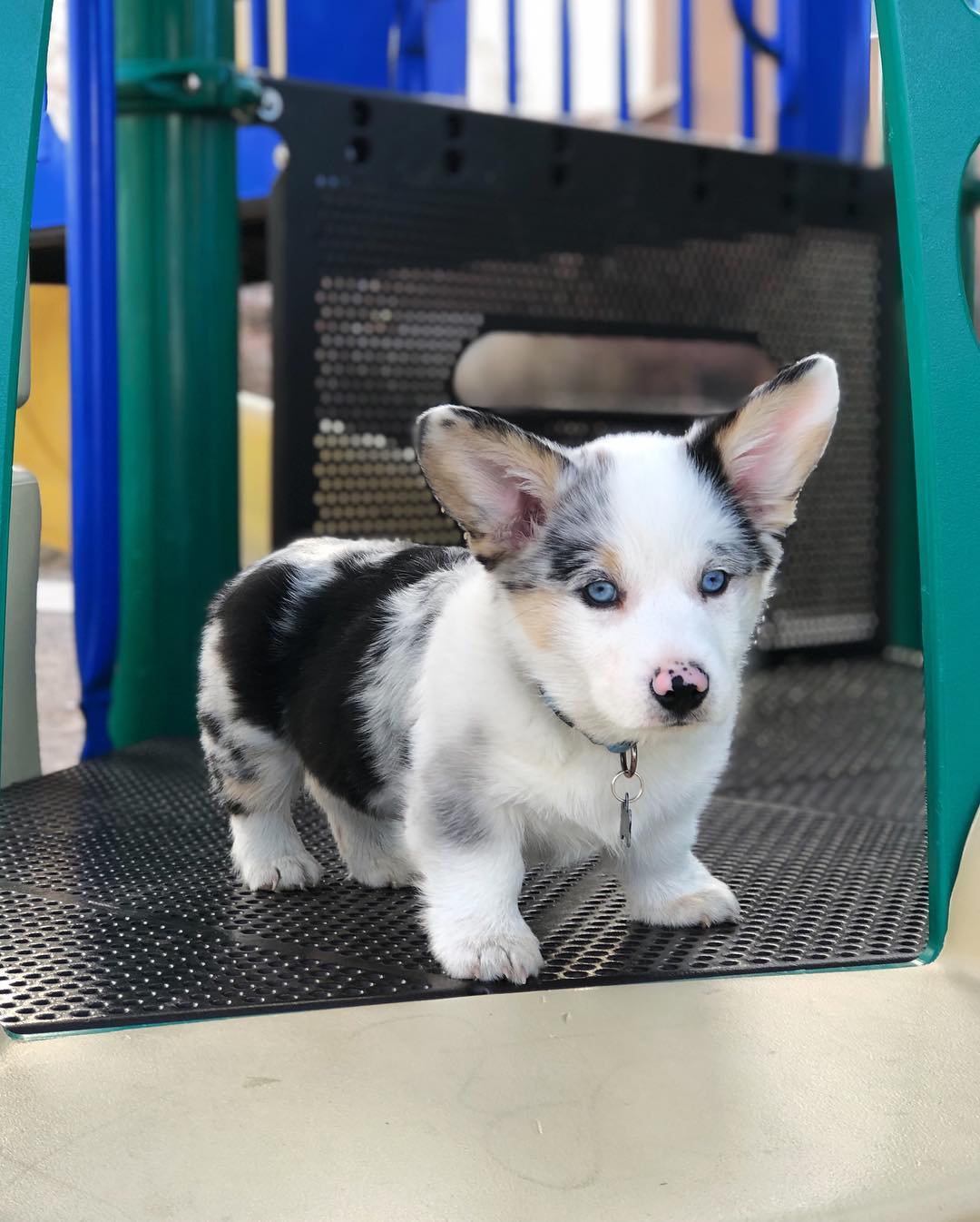 Corgi Dowen.. Corgi Dowen..