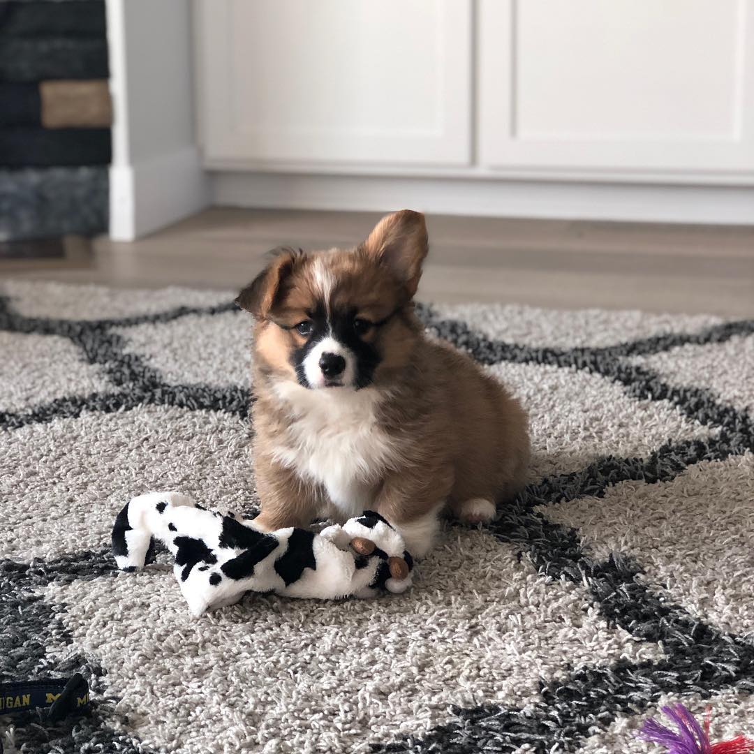 Cornfield corgi. Cornfield corgi.