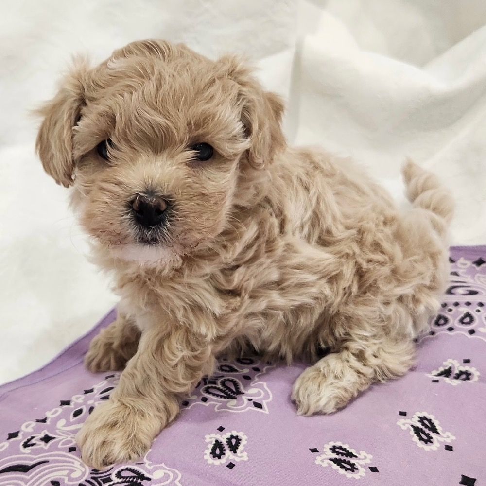 Cream Maltipoo Cream Maltipoo