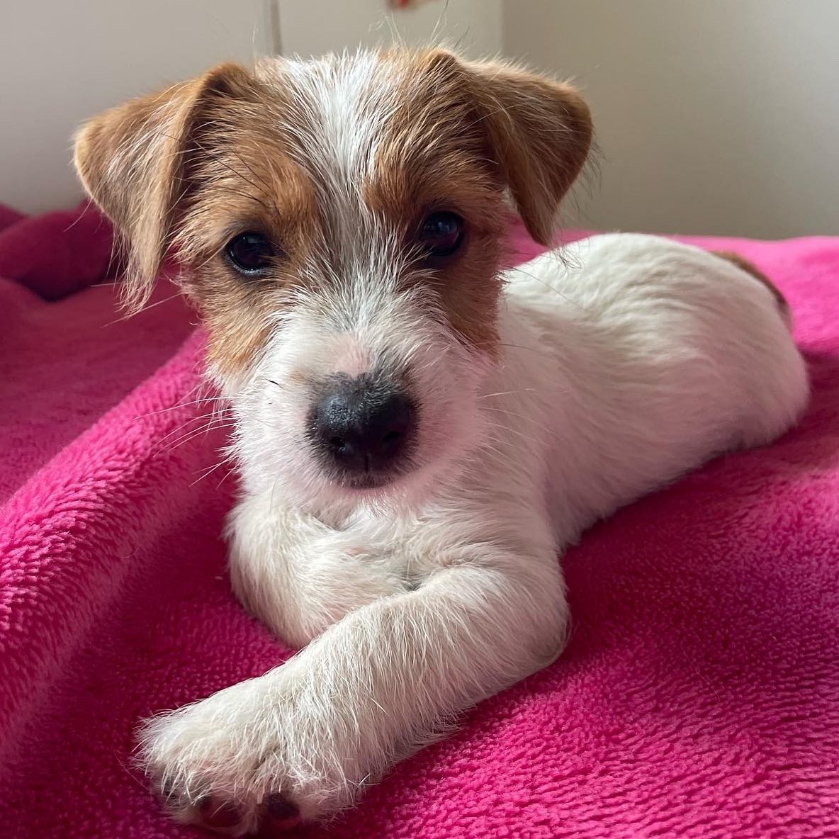 Defi Jack Russell Defi Jack Russell