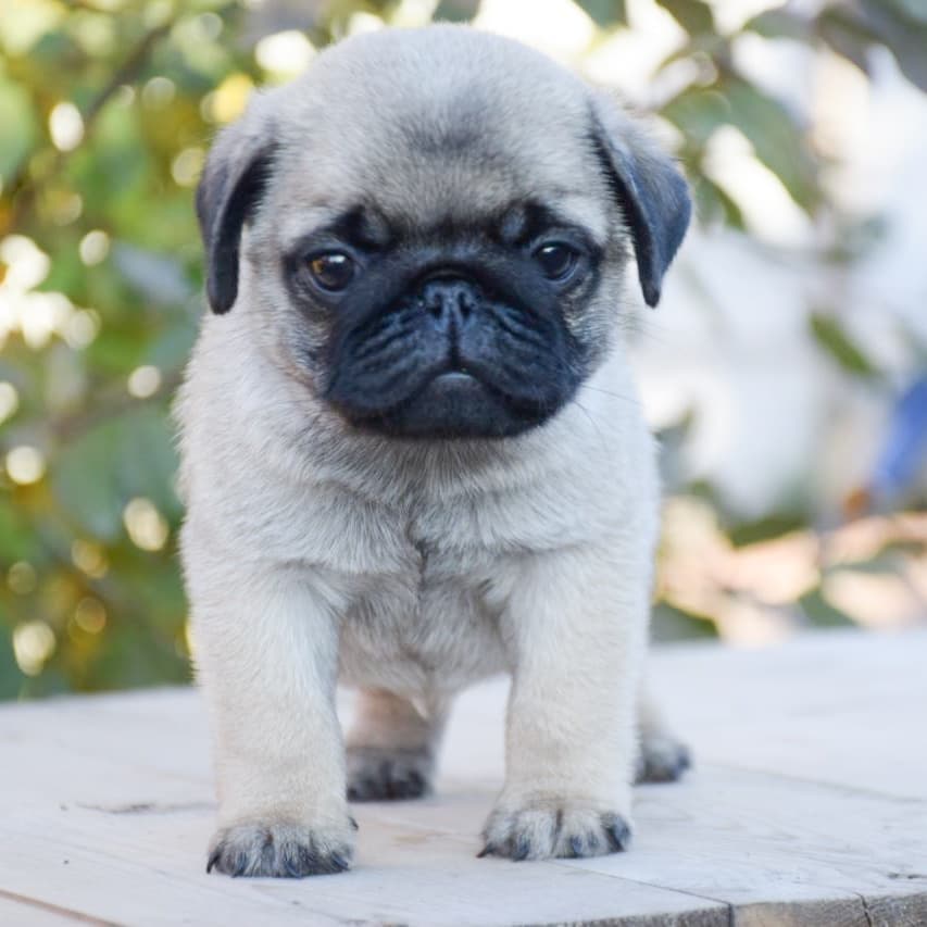Defi Pug,., Defi Pug,.,