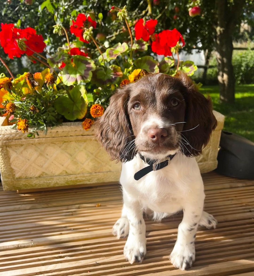 Diaries Cocker Spall; Diaries Cocker Spall;
