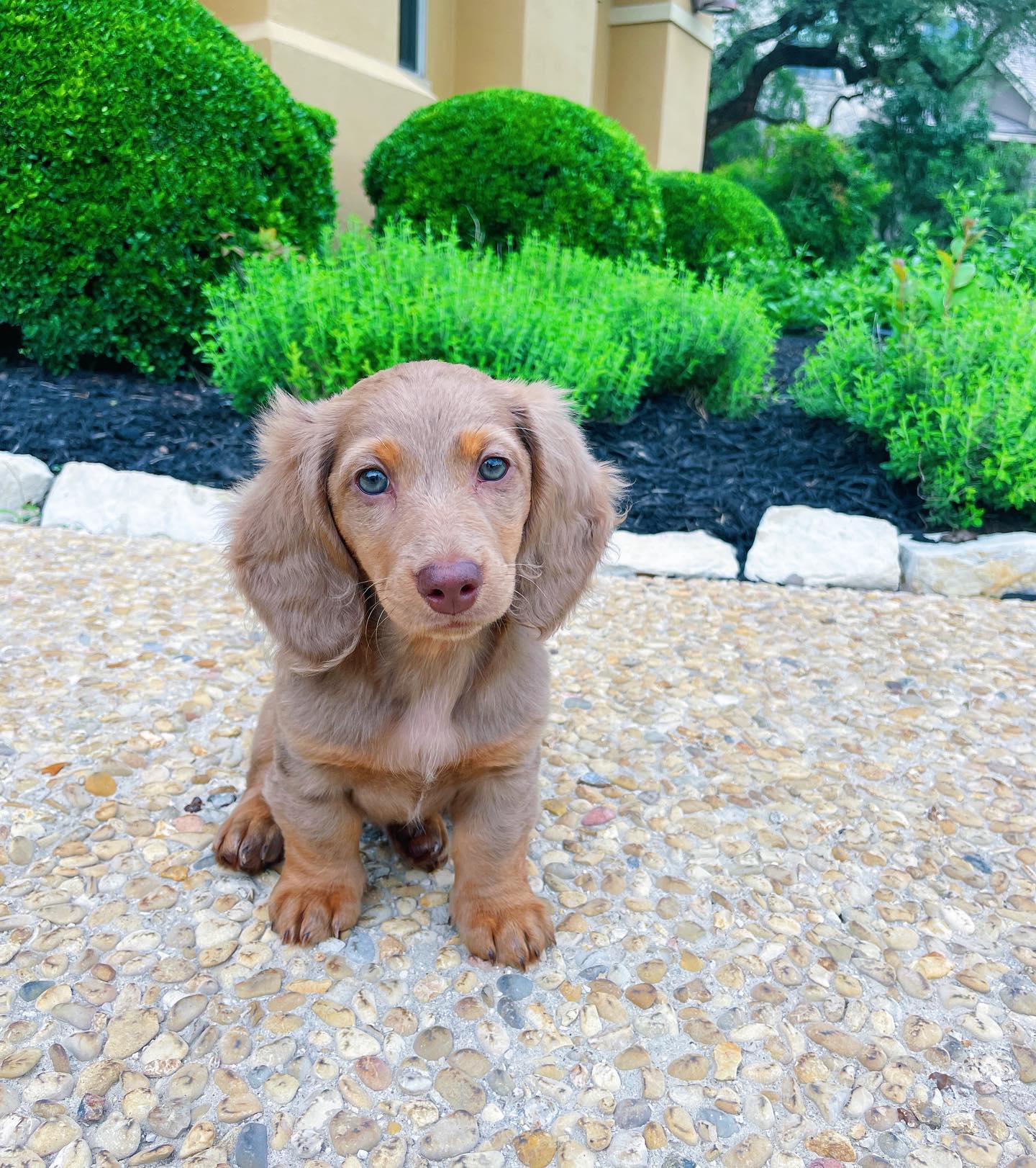 Dollys Dachshund, Dollys Dachshund,