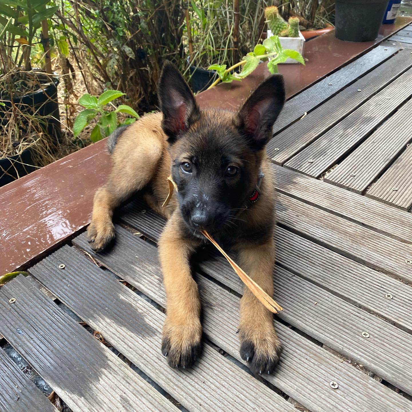 Emily Belgian malinois Emily Belgian malinois