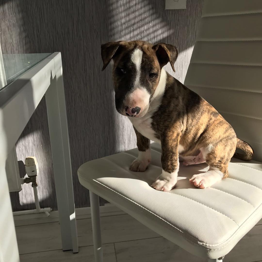 Enzo BullterrierR, Enzo BullterrierR,
