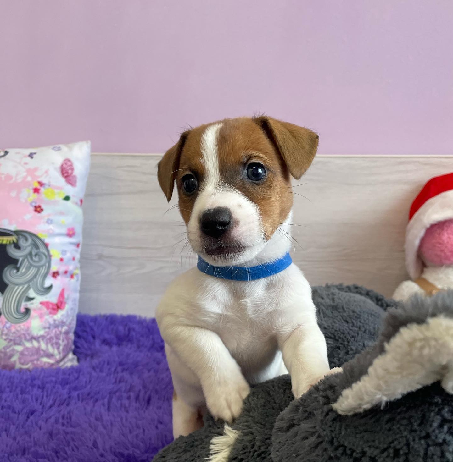 Fabian Jack Russelll Fabian Jack Russelll