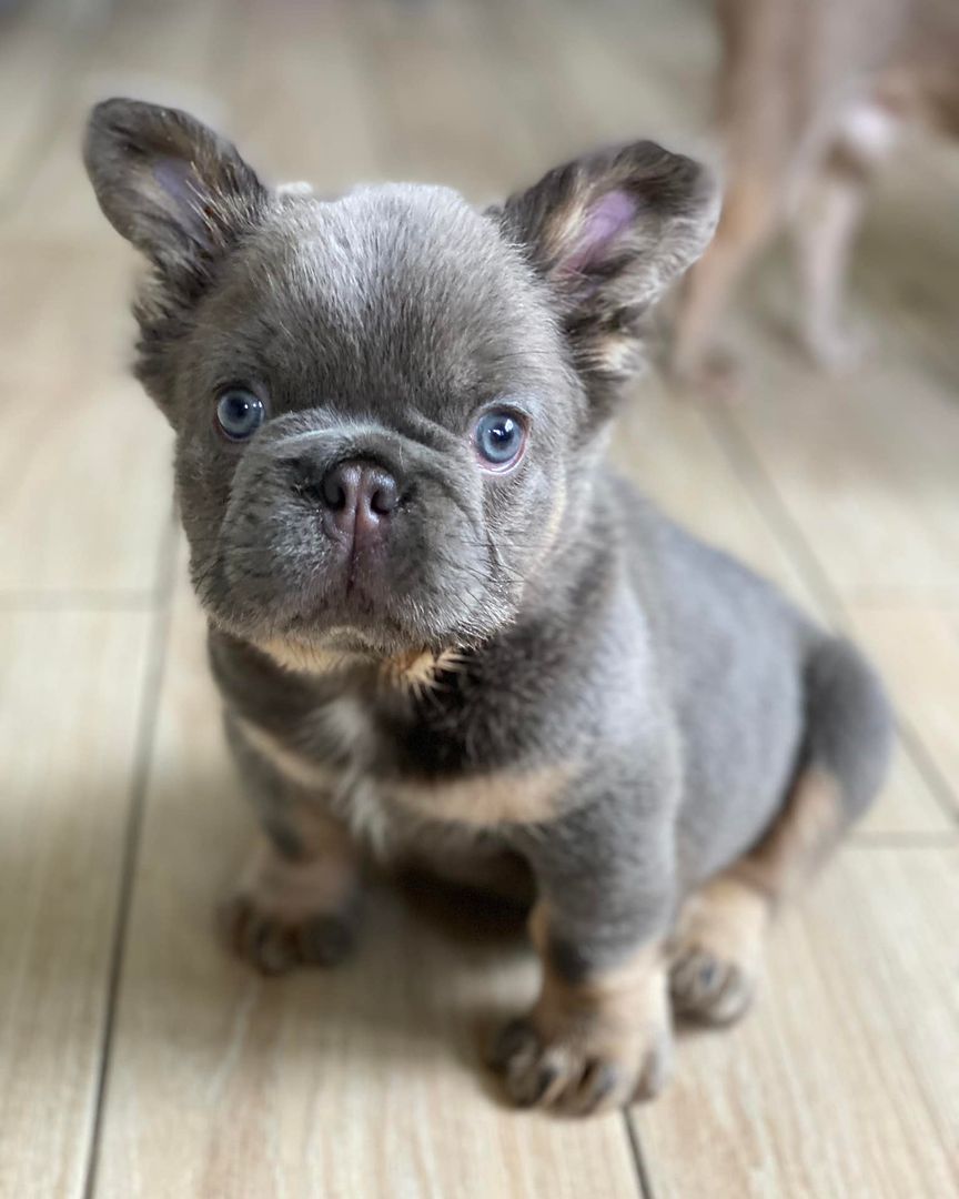 Feli French Bulldog, Feli French Bulldog,