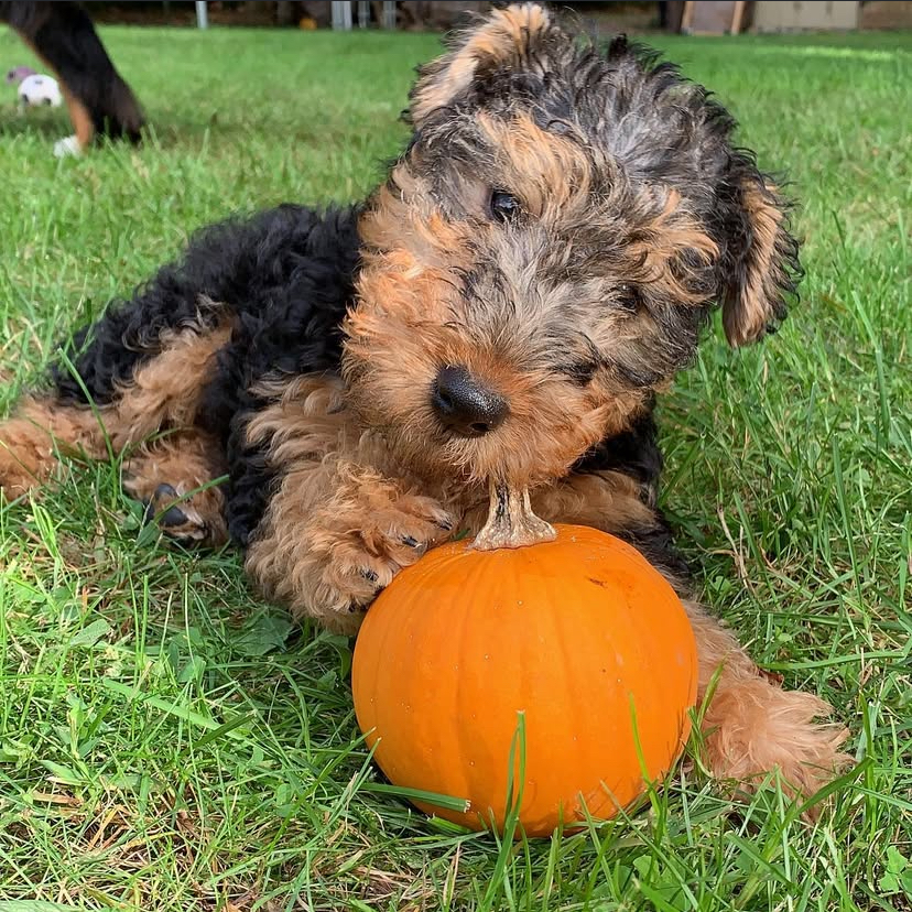 Habi Female Airedale Terrier Puppy. Habi Female Airedale Terrier Puppy.