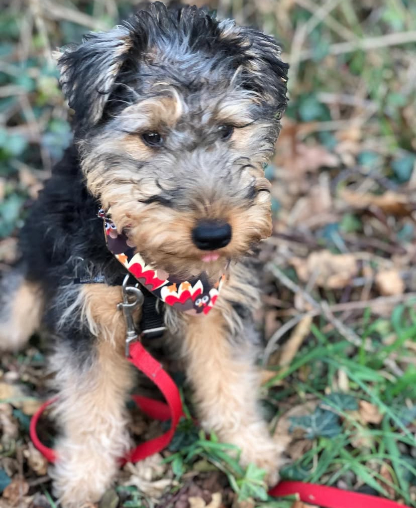 Habi Female Airedale Terrier Puppyy Habi Female Airedale Terrier Puppyy