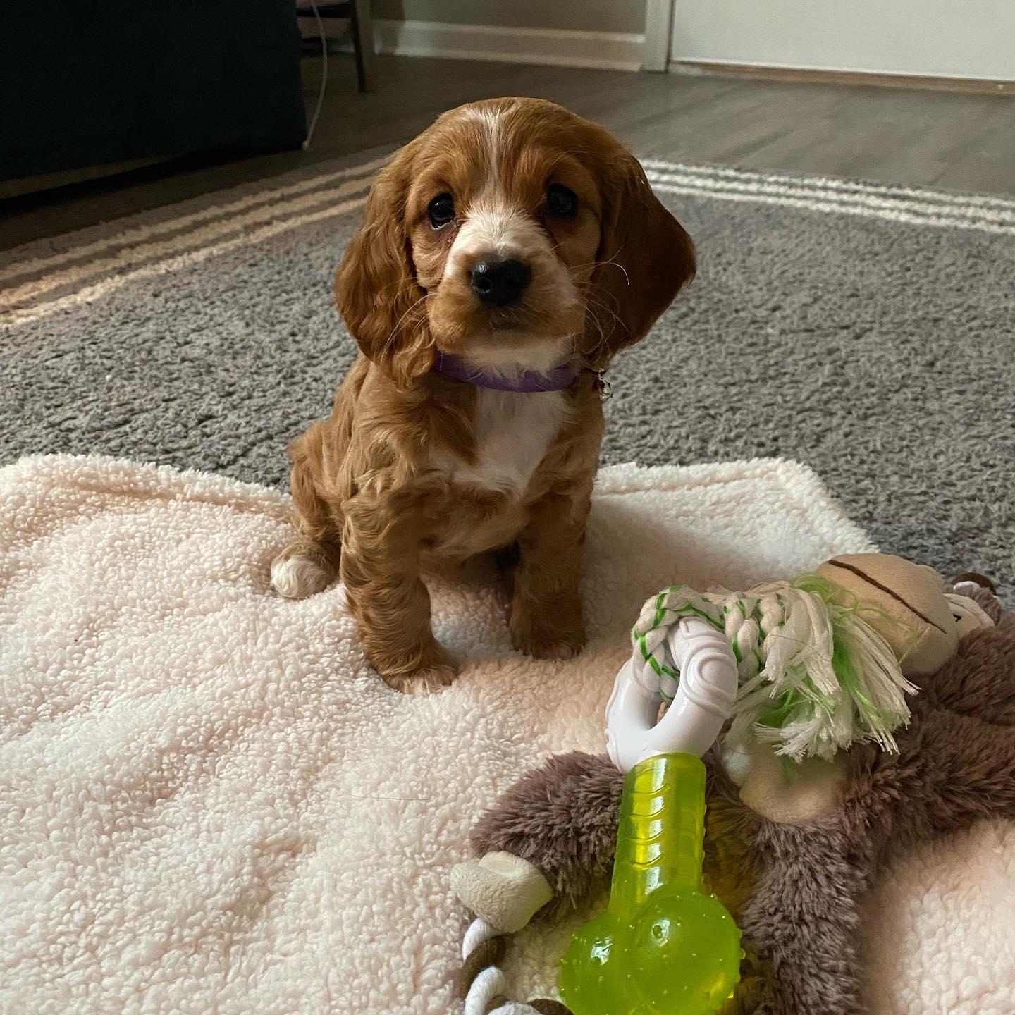 Harper Cocker Spanielll. Harper Cocker Spanielll.