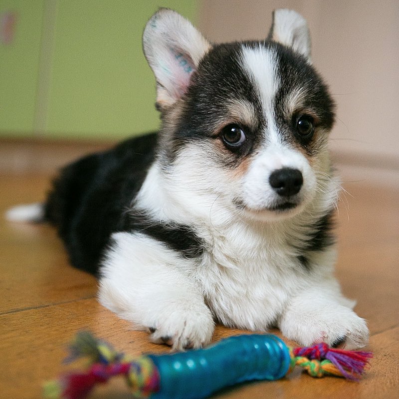 Harvest Corgi Harvest Corgi