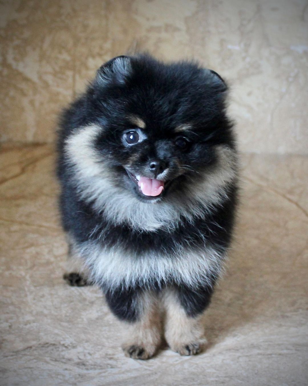 Heidi Pom Heidi Pom