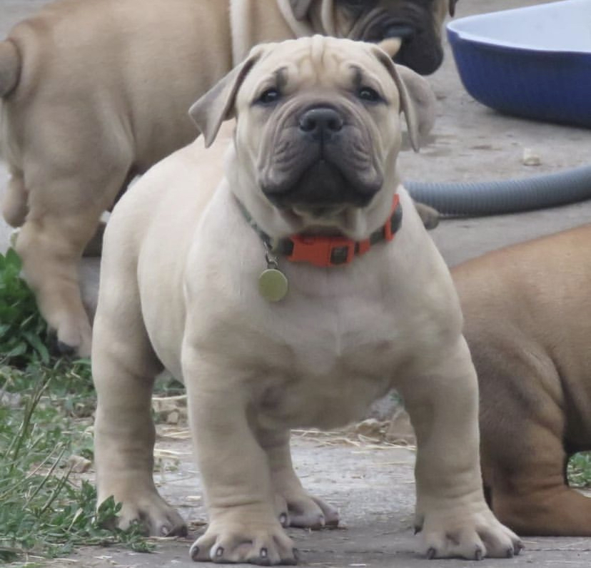 Horki BoerBoele Horki BoerBoele