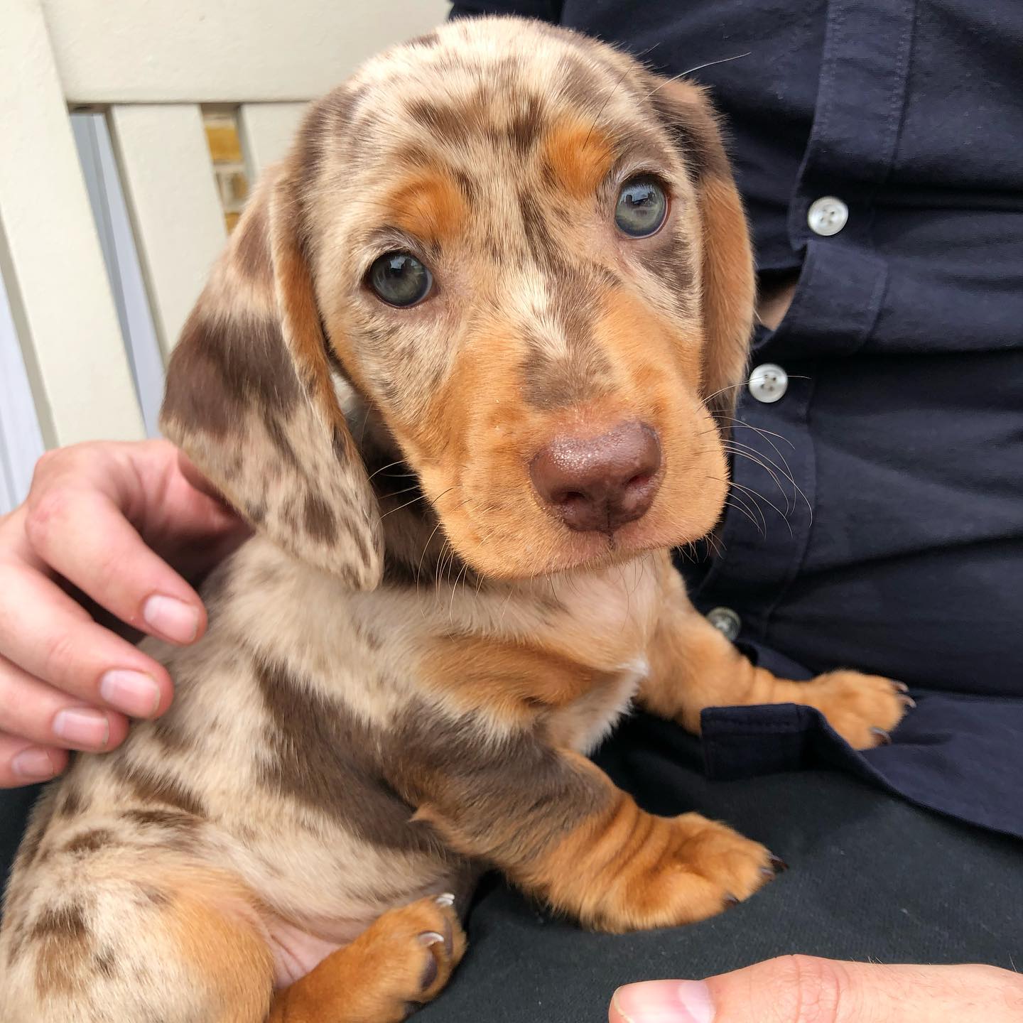 Jake Dachshundds