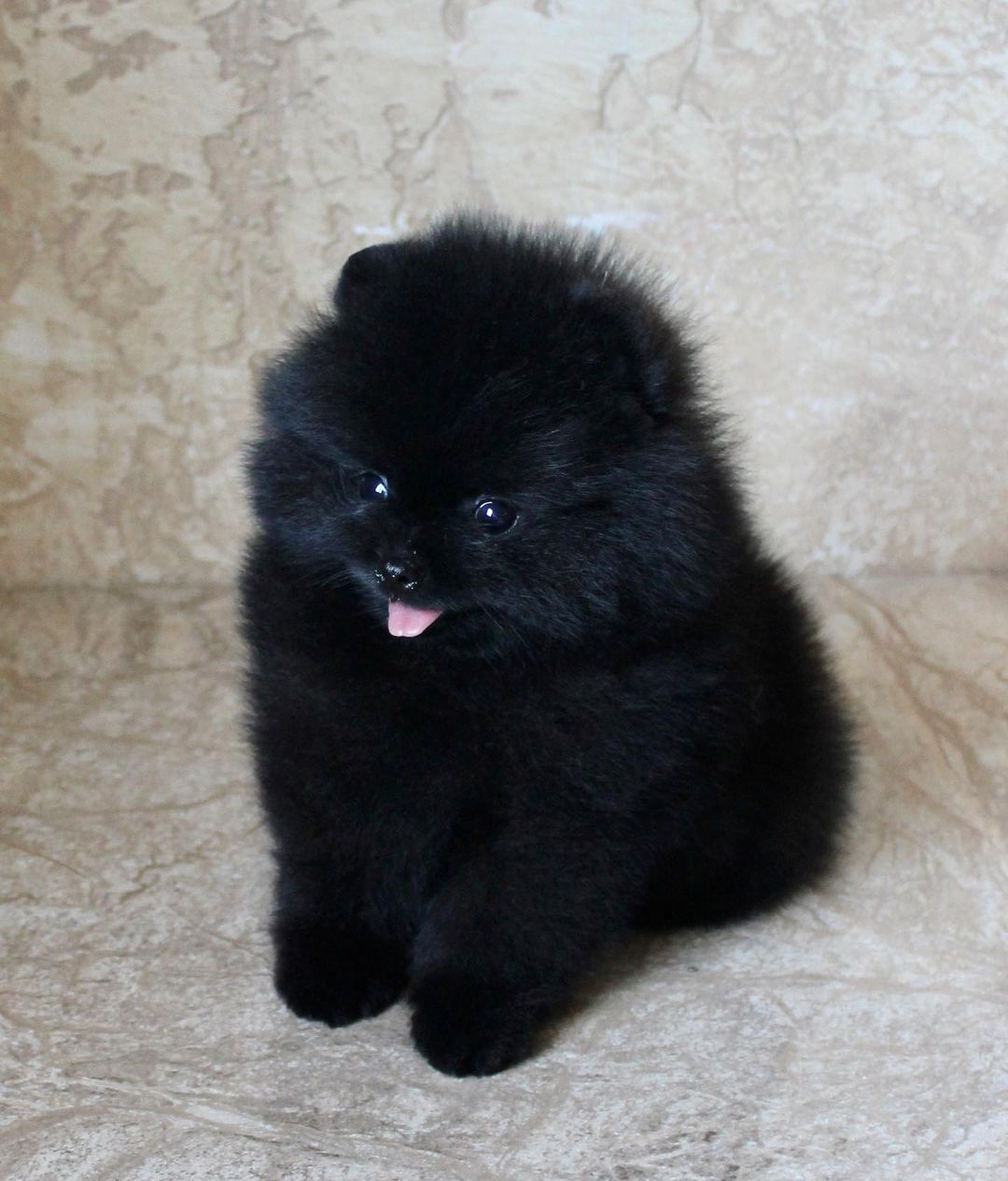 Jordan Pom Jordan Pom