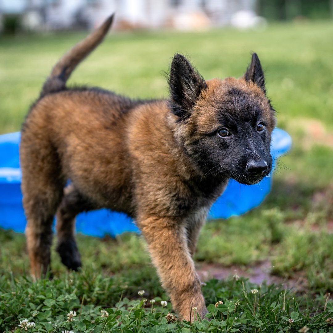 Kovi Malinoissi Kovi Malinoissi