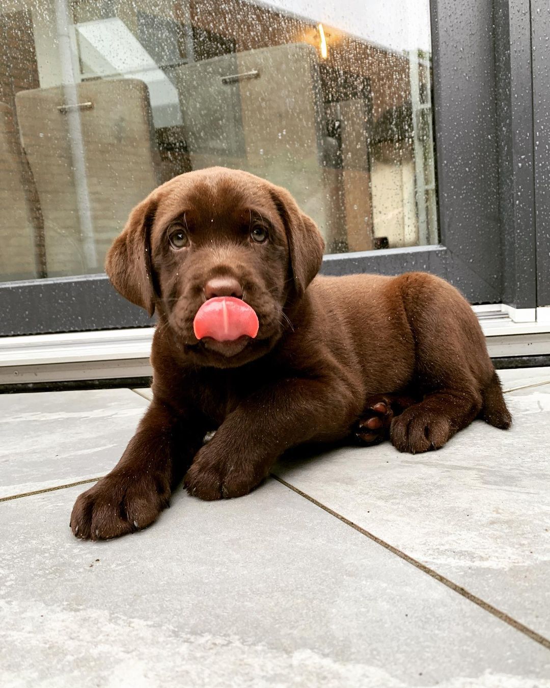 Labrador Delly. Labrador Delly.