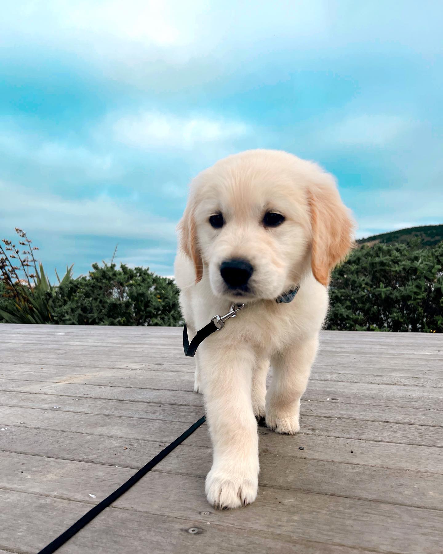 Leo Golden retriever.,