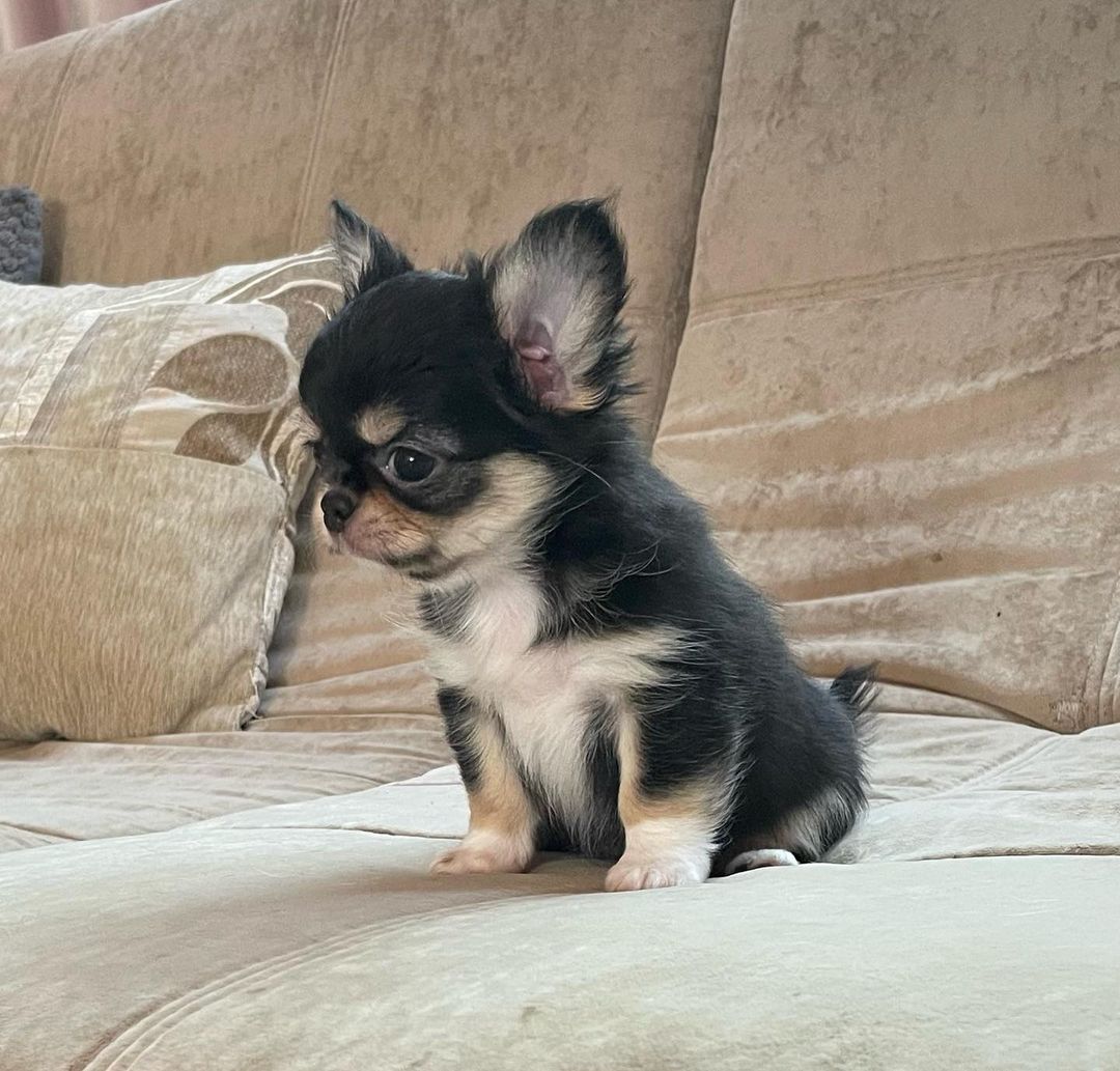 Lil Chihuahuaa, Lil Chihuahuaa,