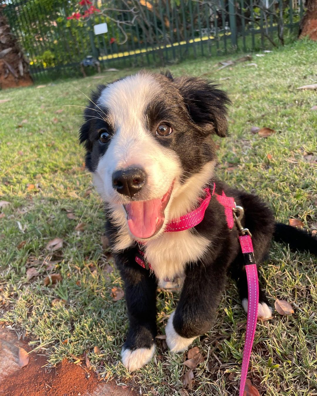 Lisa Border Collie. Lisa Border Collie.