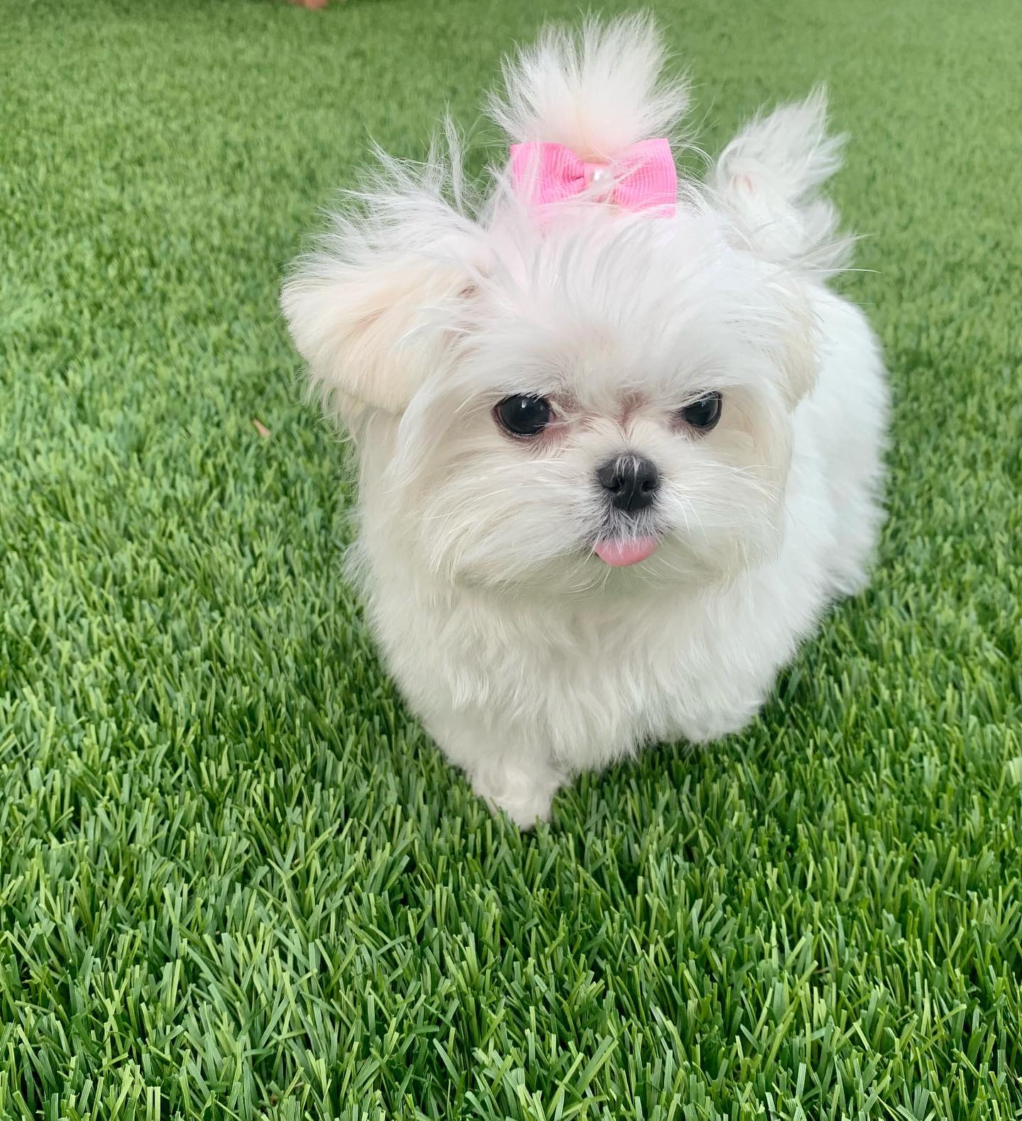 Maltese Cocco., Maltese Cocco.,