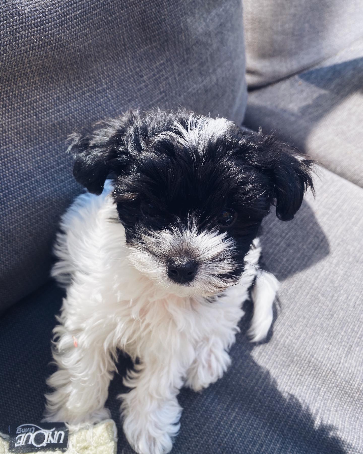 Maltipoo_1587635405_2293574473127392619_32701479929 Maltipoo_1587635405_2293574473127392619_32701479929