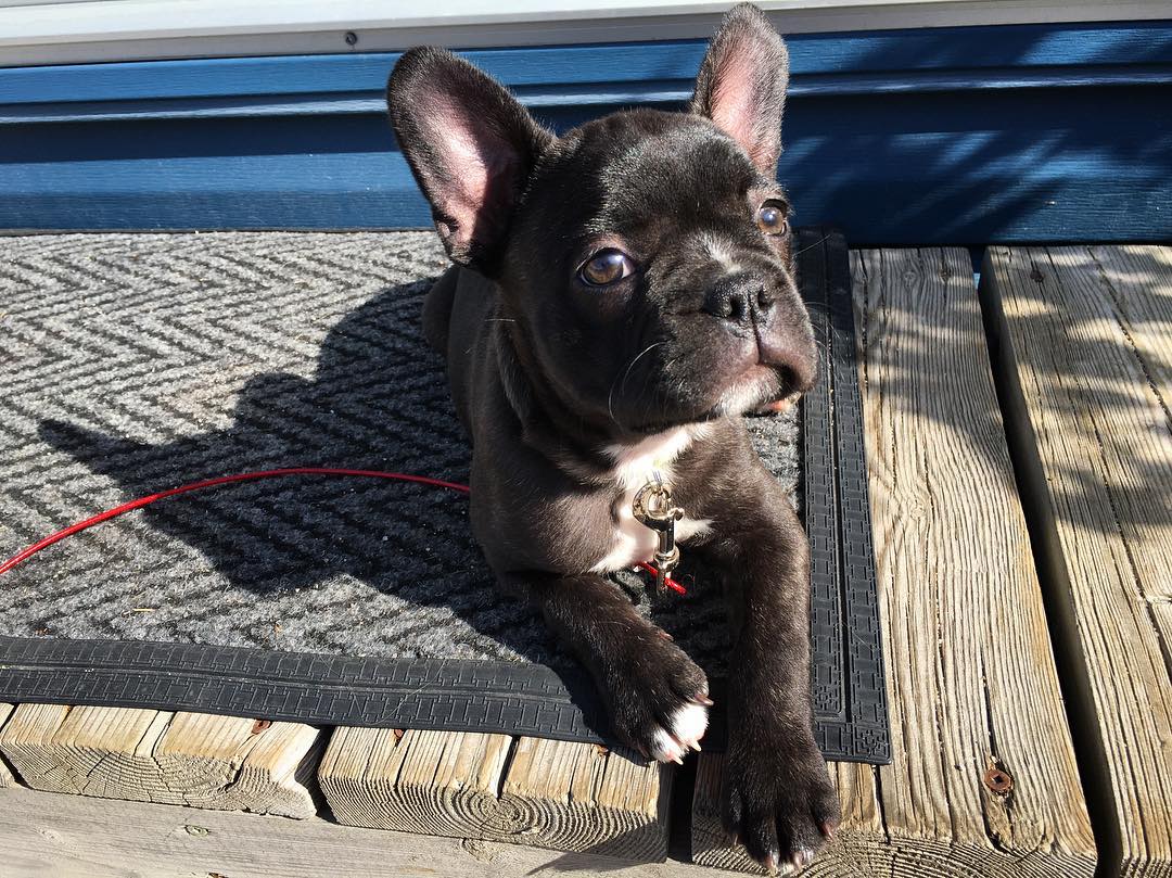 Marley Boston terrier, Marley Boston terrier,