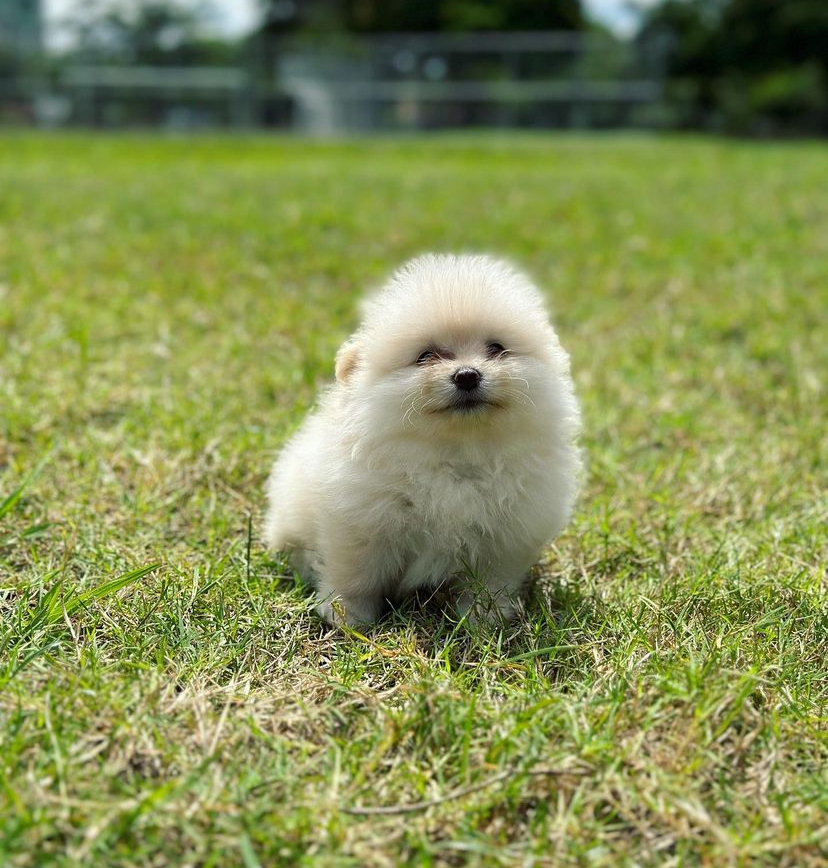 Mell Pomeranian., Mell Pomeranian.,