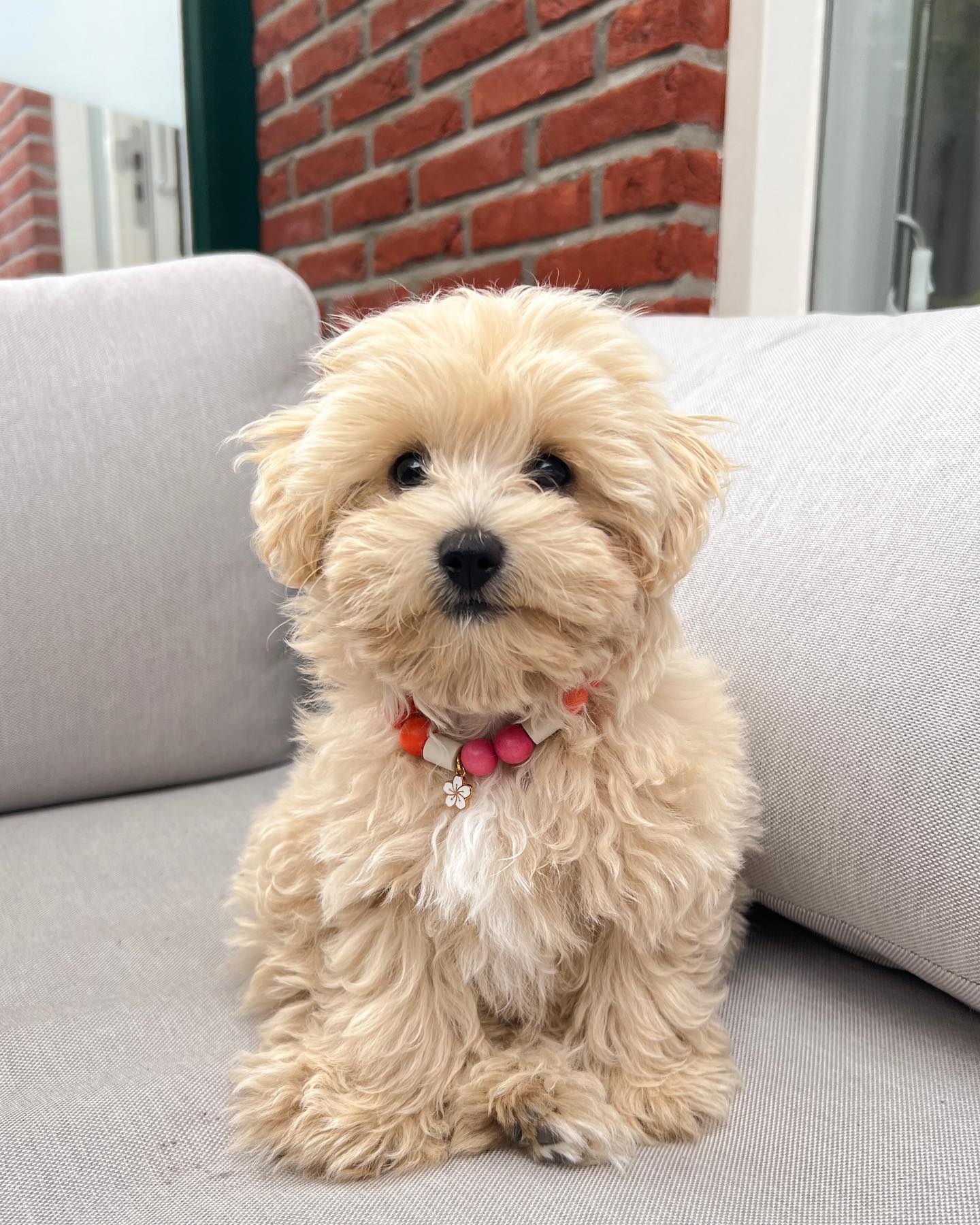 Melle Maltipoo.,. Melle Maltipoo.,.
