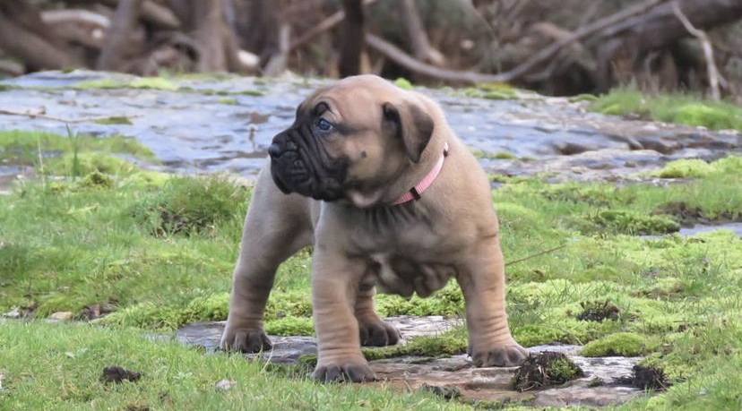 Mercai BoerBoell, Mercai BoerBoell,