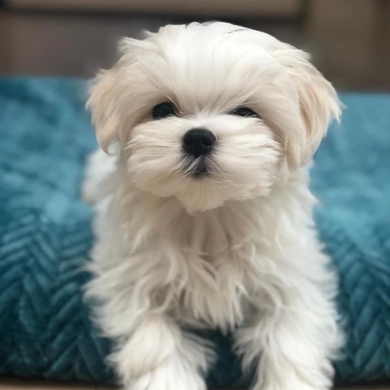 Mia Maltese Mia Maltese
